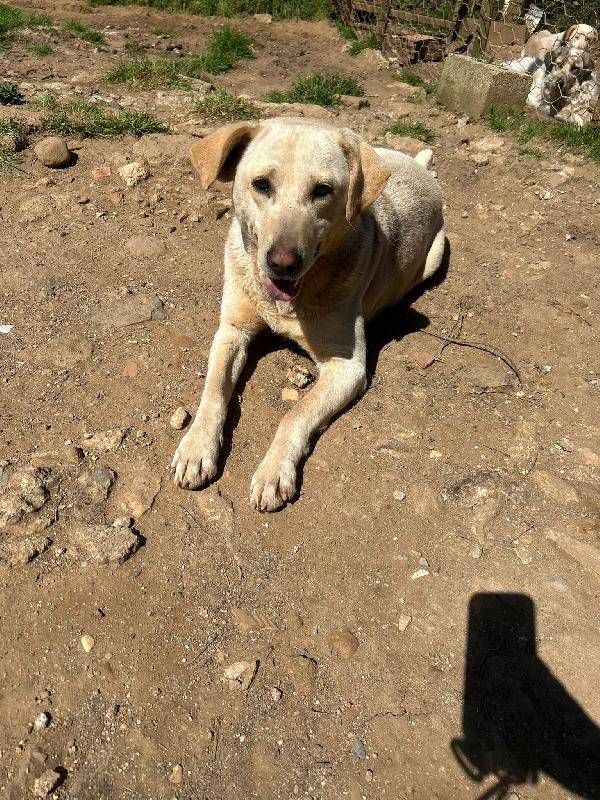 Sonia splendida simil Labrador cerca casa  Foto 10